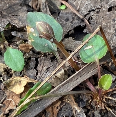 Viola betonicifolia subsp. betonicifolia (Arrow-Leaved Violet) at Namadgi National Park - 3 Apr 2024 by Tapirlord