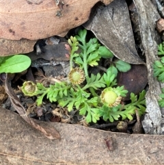 Leptinella filicula (Mountain Cotula) at Namadgi National Park - 3 Apr 2024 by Tapirlord