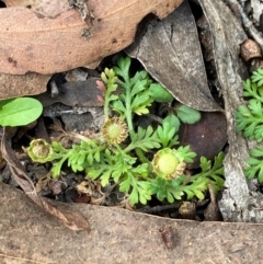 Leptinella filicula at Namadgi National Park - 3 Apr 2024 11:01 AM