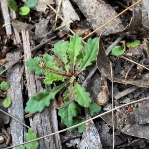 Lagenophora stipitata at Namadgi National Park - 3 Apr 2024