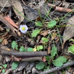 Lagenophora stipitata at Namadgi National Park - 3 Apr 2024