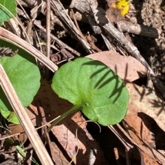 Viola hederacea (Ivy-leaved Violet) at Namadgi National Park - 3 Apr 2024 by Tapirlord