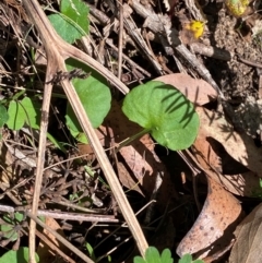 Viola hederacea at Namadgi National Park - 3 Apr 2024 11:00 AM