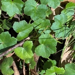 Hydrocotyle hirta (Hairy Pennywort) at Cotter River, ACT - 2 Apr 2024 by Tapirlord