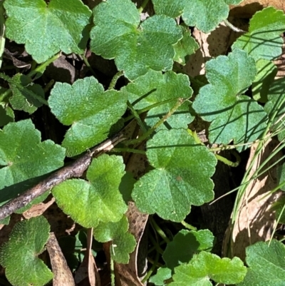 Hydrocotyle hirta (Hairy Pennywort) at Cotter River, ACT - 2 Apr 2024 by Tapirlord