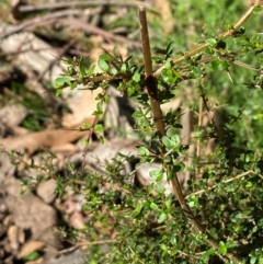 Coprosma quadrifida (Prickly Currant Bush, Native Currant) at Namadgi National Park - 3 Apr 2024 by Tapirlord