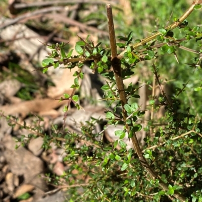 Coprosma quadrifida (Prickly Currant Bush, Native Currant) at Cotter River, ACT - 2 Apr 2024 by Tapirlord