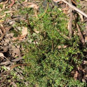 Coprosma quadrifida at Namadgi National Park - 3 Apr 2024