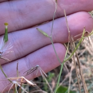 Senecio prenanthoides at Namadgi National Park - 3 Apr 2024