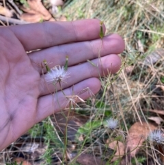 Senecio prenanthoides at Namadgi National Park - 3 Apr 2024