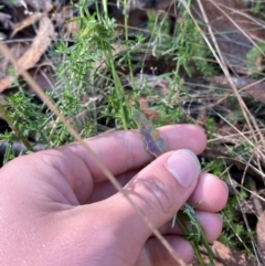 Senecio prenanthoides at Namadgi National Park - 3 Apr 2024