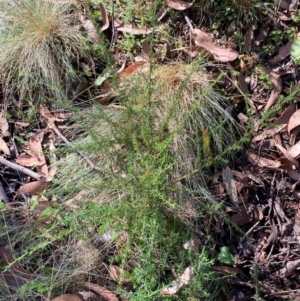 Cassinia aculeata subsp. aculeata at Namadgi National Park - 3 Apr 2024