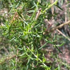 Cassinia aculeata subsp. aculeata at Namadgi National Park - 3 Apr 2024