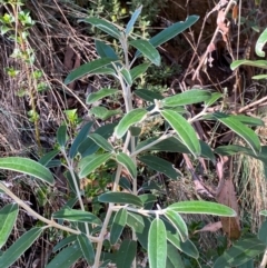 Olearia megalophylla (Large-leaf Daisy-bush) at Cotter River, ACT - 2 Apr 2024 by Tapirlord