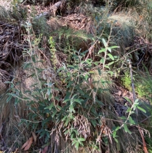 Olearia megalophylla at Namadgi National Park - 3 Apr 2024