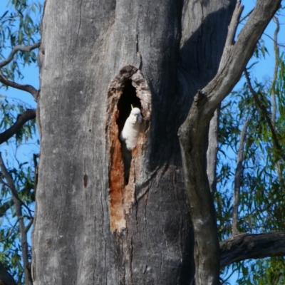 Cacatua galerita (Sulphur-crested Cockatoo) at Euroley, NSW - 7 Nov 2021 by MB