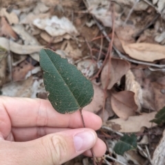 Hardenbergia violacea (False Sarsaparilla) at Livingstone National Park - 9 Jun 2024 by Darcy