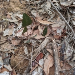 Hardenbergia violacea at Livingstone National Park - 9 Jun 2024