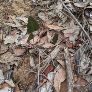 Hardenbergia violacea at Livingstone National Park - 9 Jun 2024 12:36 PM