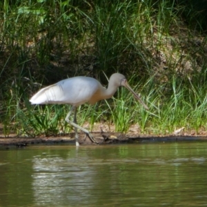 Platalea flavipes (Yellow-billed Spoonbill) at Gogeldrie, NSW by MB