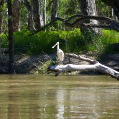 Platalea flavipes (Yellow-billed Spoonbill) at Willbriggie, NSW - 9 Nov 2021 by MB