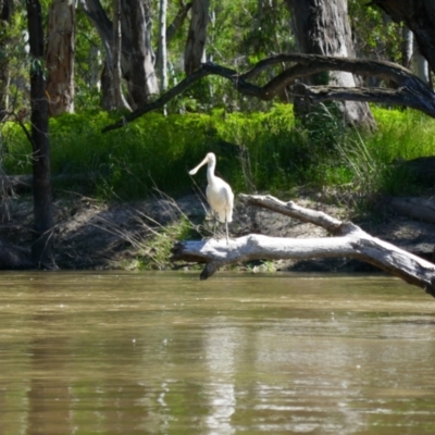 Platalea flavipes (Yellow-billed Spoonbill) at Willbriggie, NSW - 9 Nov 2021 by MB