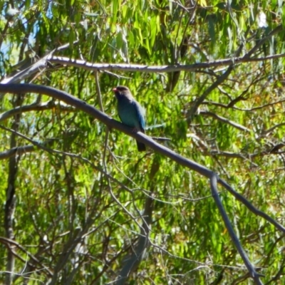 Eurystomus orientalis (Dollarbird) at Willbriggie, NSW - 8 Nov 2021 by MB