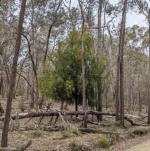 Exocarpos cupressiformis at Livingstone National Park - 9 Jun 2024