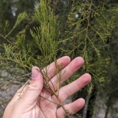 Exocarpos cupressiformis at Livingstone National Park - 9 Jun 2024 12:48 PM