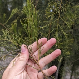 Exocarpos cupressiformis at Livingstone National Park - 9 Jun 2024