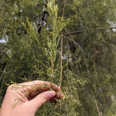 Exocarpos cupressiformis at Livingstone National Park - 9 Jun 2024 12:48 PM