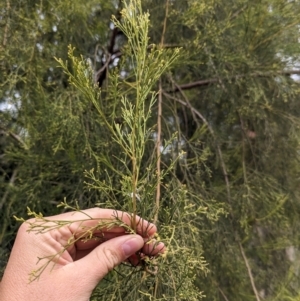 Exocarpos cupressiformis at Livingstone National Park - 9 Jun 2024 12:48 PM