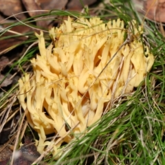 Unidentified Coralloid fungus, markedly branched at Forde, ACT - 12 Jun 2024 by TimL