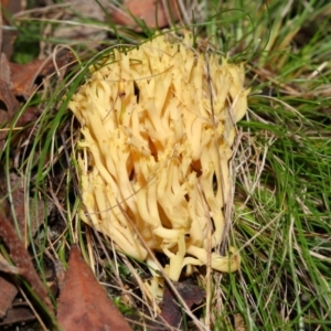 Ramaria sp. at Mulligans Flat - 12 Jun 2024