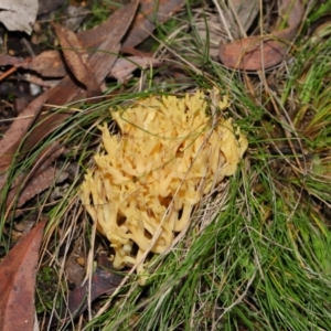 Ramaria sp. at Mulligans Flat - 12 Jun 2024