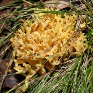 Ramaria sp. at Mulligans Flat - 12 Jun 2024