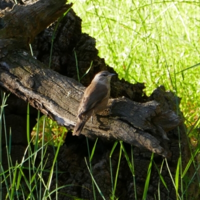 Climacteris picumnus picumnus (Brown Treecreeper) at Benerembah, NSW - 9 Nov 2021 by MB