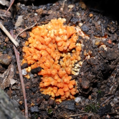 Unidentified Coralloid fungus, markedly branched at Forde, ACT - 12 Jun 2024 by TimL