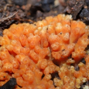 Ramaria sp. at Mulligans Flat - 12 Jun 2024