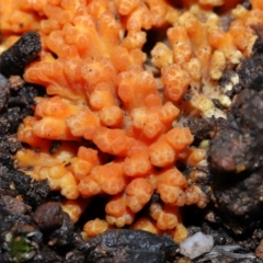 Ramaria sp. at Mulligans Flat - 12 Jun 2024