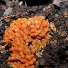 Ramaria sp. at Mulligans Flat - 12 Jun 2024