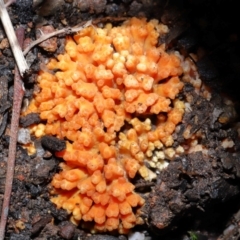 Ramaria sp. at Mulligans Flat - 12 Jun 2024