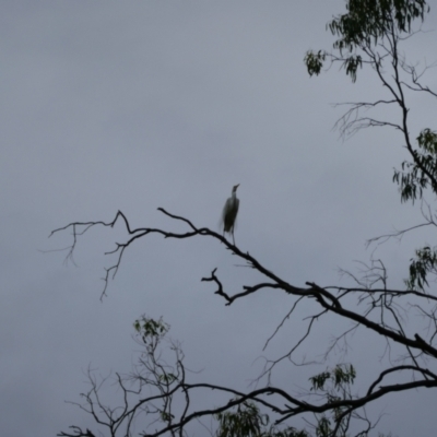 Ardea alba (Great Egret) at Benerembah, NSW - 9 Nov 2021 by MB
