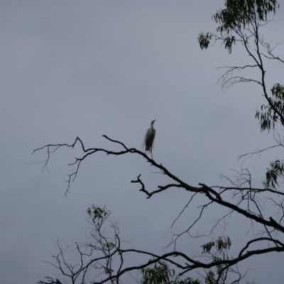 Ardea alba (Great Egret) at Benerembah, NSW - 10 Nov 2021 by MB