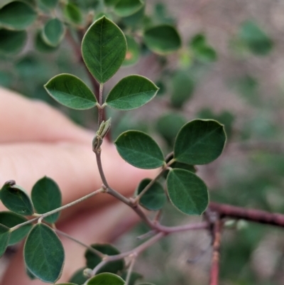 Goodia medicaginea (Western Golden-tip) at Livingstone National Park - 9 Jun 2024 by Darcy