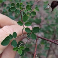 Goodia medicaginea at Livingstone National Park - 9 Jun 2024