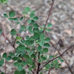 Goodia medicaginea at Livingstone National Park - 9 Jun 2024