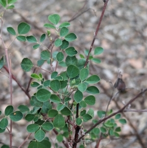 Goodia medicaginea at Livingstone National Park - 9 Jun 2024