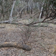 Goodia medicaginea at Livingstone National Park - 9 Jun 2024