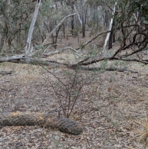 Goodia medicaginea at Livingstone National Park - 9 Jun 2024